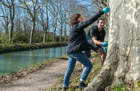 [GET] De l’écorce de platane pour mesurer la pollution de l’air | Exploreur | Revue de presse | Scoop.it