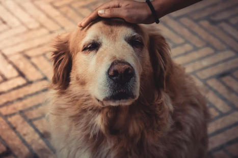 Do humans really have more empathy for animals than they do for other people? | Empathy and Animals | Scoop.it