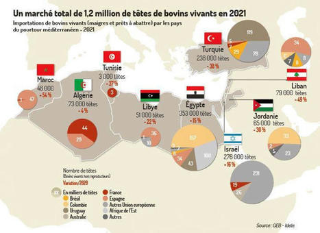 Les pays du pourtour méditerranéen importent davantage de viande bovine et moins de bovins vivants | Actualité Bétail | Scoop.it