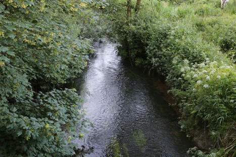 Not ‘currently known’ if chemical spill linked to ‘ecological disaster’ on Cork river / le 12.06.2024 | Pollution accidentelle des eaux par produits chimiques | Scoop.it