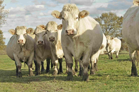 Bovins viande : Bruxelles valide l'aide de 60 millions d'euros pour les élevages en difficulté | Actualité Bétail | Scoop.it