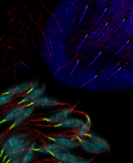 The Mathematics of Animal Life: How many paternal centrioles are needed to have a baby? Tomer Avidor-Reiss, Mardi 20 juin 2017 à 13h15, Inra Jouy-en-Josas bat 230  | Life Sciences Université Paris-Saclay | Scoop.it