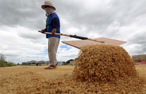 PHILIPPINES: Enhancing Rice Farming in Philippines | SRI Global News: February - April 2024 **sririce -- System of Rice Intensification | Scoop.it