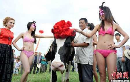 Election de Miss Vache dans la province chinoise du Shanxi | Chine | Scoop.it