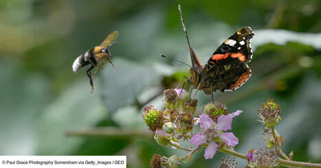 La pollution atmosphérique perturbe les insectes pollinisateurs mais pas les ravageurs de récoltes | Biodiversité - @ZEHUB on Twitter | Scoop.it