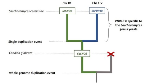 The ABC Transporters Pdr18 and Snq2 Derive from a Recent Gene Duplication Event | iBB | Scoop.it