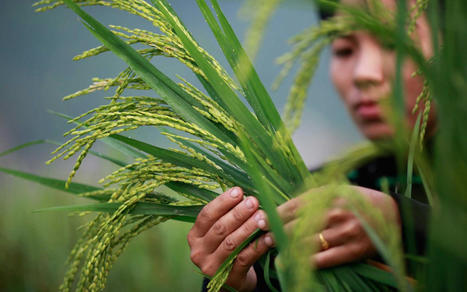 System of Rice Intensification | Oxfam | SRI Global News: February - April 2024 **sririce -- System of Rice Intensification | Scoop.it