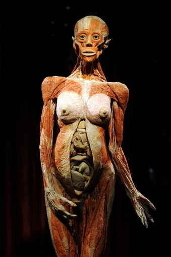 Human Cadavers Exhibition: Bodies From Chinese Prisons | Chine | Scoop.it