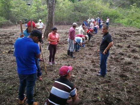 NICARAGUA: Our Recent SRI Training for Smallholder Rice Farmers in Nicaragua | SRI Global News: February - April 2024 **sririce -- System of Rice Intensification | Scoop.it