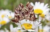 Los insectos de la Comarca del Sobrarbe, en más de 200 imágenes - 20minutos.es | Vallées d'Aure & Louron - Pyrénées | Scoop.it