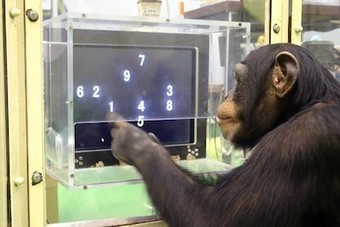 Prédiction: Pourquoi les experts se trompent plus que les chimpanzés | Economie Responsable et Consommation Collaborative | Scoop.it