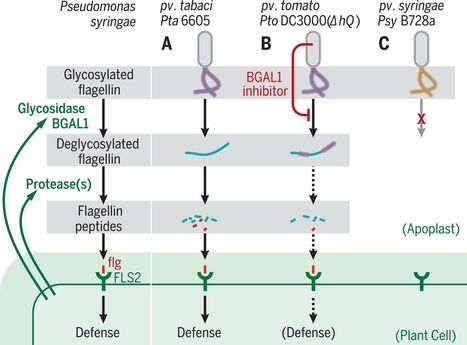 Science: Glycosidase and glycan polymorphism control hydrolytic release of immunogenic flagellin peptides (2019) | Plants and Microbes | Scoop.it