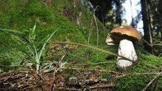 Quelles réglementations pour la cueillette des champignons ? - France 3 Midi-Pyrénées | Vallées d'Aure & Louron - Pyrénées | Scoop.it