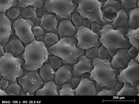 Characterization of the Topography and Wettability of English Weed Leaves and Biomimetic Replicas | iBB | Scoop.it