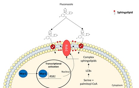 A Neofunctionalized Transcription Factor Controls Azole Resistance in C. glabrata | iBB | Scoop.it