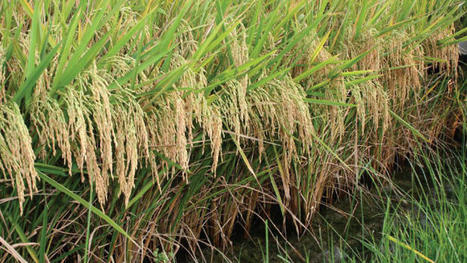 MALAWI: Prospering Together with Rice | SRI Global News: February - April 2024 **sririce -- System of Rice Intensification | Scoop.it