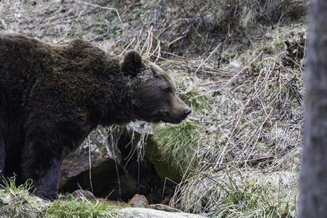 Pyrénées : il n'est plus possible de tirer pour effaroucher les ours, c'est une menace pour eux et la survie de l'espèce | Vallées d'Aure & Louron - Pyrénées | Scoop.it