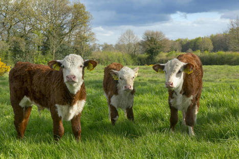 Agriculture : « Une transition juste de l’élevage bovin passe par une évolution cohérente de l’offre et de la demande sans jouer sur les prix » | Actualité Bétail | Scoop.it