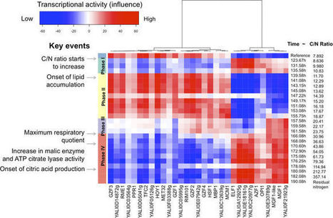 Biologie des systèmes et ingénierie métabolique : des réseaux de régulation de gènes à la production de lipides | Life Sciences Université Paris-Saclay | Scoop.it