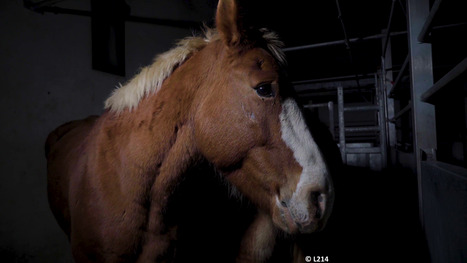 Viande de cheval : la plate-forme vétérinaire Calypso facilite l’exclusion d’un équidé de la filière bouchère | vetitude | Scoop.it