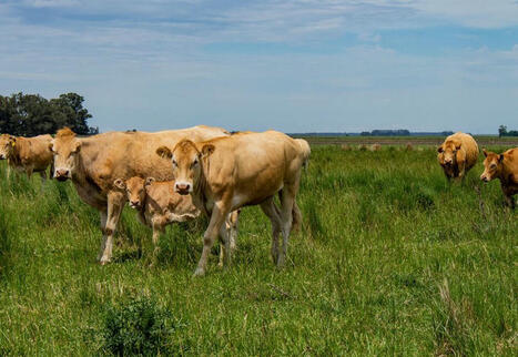 Les cours de la vache de type U sont proches des 6 euros par kilogramme de carcasse | Actualité Bétail | Scoop.it