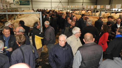 La foire bovine en comité restreint | Actualité Bétail | Scoop.it