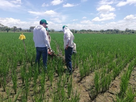 LATIN AMERICA: Contributing to food security, competitiveness and resilience by adapting SRI to local contexts - An Innovation Model for Sustainable Low-Carbon Agriculture | SRI Global News: February - April 2024 **sririce -- System of Rice Intensification | Scoop.it