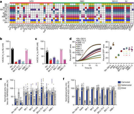 Neutralization, effector function and immune imprinting of Omicron variants | Veille Coronavirus - Covid-19 | Scoop.it