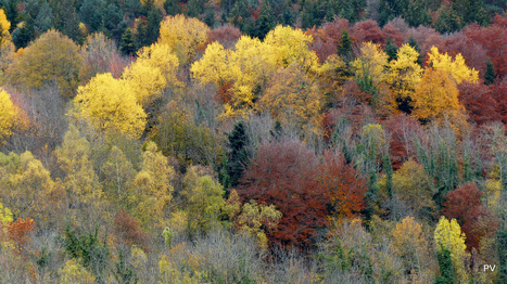 Teintes automnales entre Aure et Louron | Vallées d'Aure & Louron - Pyrénées | Scoop.it