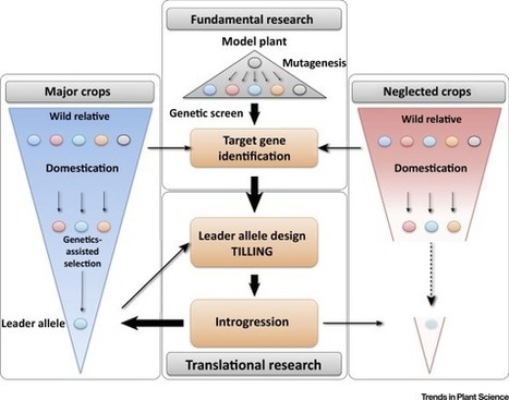 Plant Translational Research: Exploring and Creating Genetic Diversity | Life Sciences Université Paris-Saclay | Scoop.it