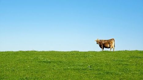 Comment réussir à faire perdre des millions d'euros d'aides européennes aux agriculteurs ! | Vallées d'Aure & Louron - Pyrénées | Scoop.it