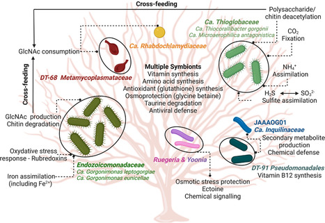 Metagenomics resolved genomics sheds light on the function of octocoral symbionts | iBB | Scoop.it