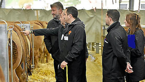 Concours de boeufs de Noël à Laissac : 300 bêtes se sont fait leur place dans cette véritable vitrine d'un savoir-faire | Actualité Bétail | Scoop.it