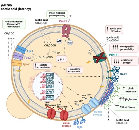 Crosstalk between Yeast Cell Plasma Membrane Ergosterol Content and Cell Wall Stiffness | iBB | Scoop.it