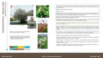 Conseils Arbres - Caue 77 | Paysage - Agriculture | Scoop.it