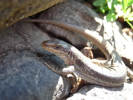 Le changement climatique et un envahisseur venu des plaines menacent un lézard des Pyrénées  | Vallées d'Aure & Louron - Pyrénées | Scoop.it