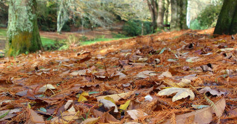 Les forêts avec une grande diversité végétale résistent mieux au réchauffement climatique | Actu-environnement | La SELECTION du Web | CAUE des Vosges - www.caue88.com | Scoop.it