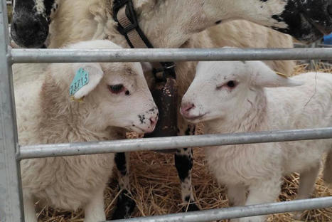 Vaches, moutons, brebis, chevaux : ils arrivent au Sommet de l'élevage ! | Actualité Bétail | Scoop.it