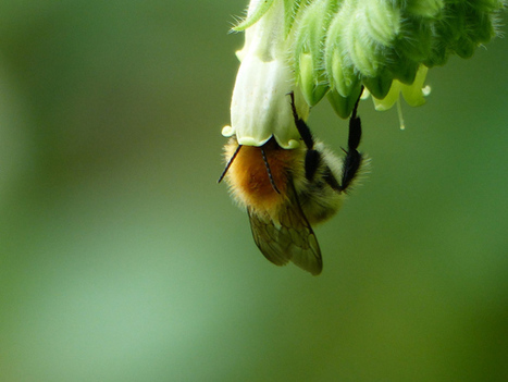 La photographie des insectes | Paysage - Agriculture | Scoop.it