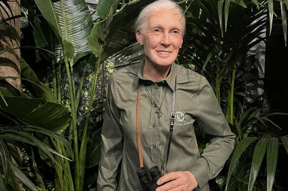 Qui est la primatologue Jane Goodall, nouvelle statue du musée Grévin ?