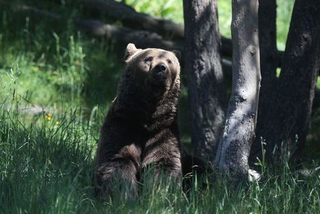 Le nombre d'ours dans les Pyrénées augmente fortement : 64 individus détectés en 2020 soit 12 de plus qu'en 2019 | Vallées d'Aure & Louron - Pyrénées | Scoop.it