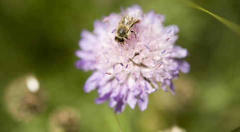 Des agriculteurs pro-actifs dans la gestion de la biodiversité | Veille territoriale AURH | Scoop.it