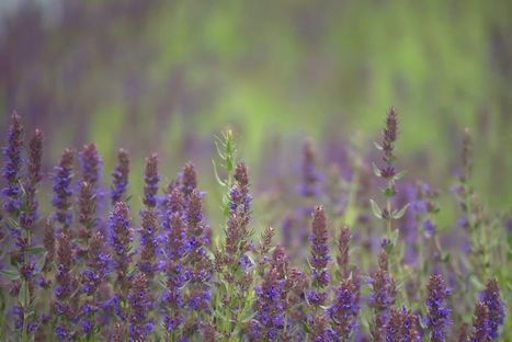 Des huiles essentielles picardes, le pari réussi d’une entreprise familiale de la Somme | Vers la transition des territoires ! | Scoop.it