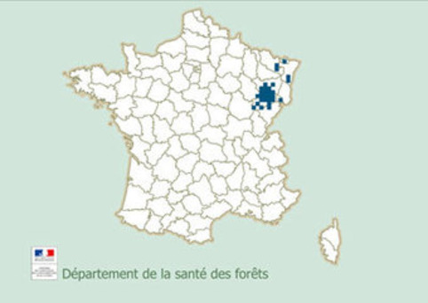 Santé des forêts - ressources et publications | Veille territoriale AURH | Scoop.it