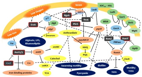 Small Noncoding Regulatory RNAs from Pseudomonas aeruginosa and Burkholderia cepacia Complex | iBB | Scoop.it