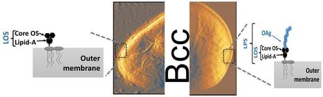 Role of Lipopolysaccharide O-antigen Frequency Loss During Cystic Fibrosis Chronic Infection With Burkholderia cepacia | iBB | Scoop.it