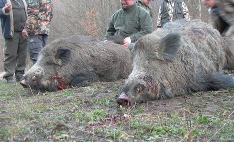 Al via l’iter per la valorizzazione della carne del cinghiale. Prevista la creazione di un’apposita filiera | Confraternita di Santa Maria della Quercia dei Macellai di Roma | Scoop.it