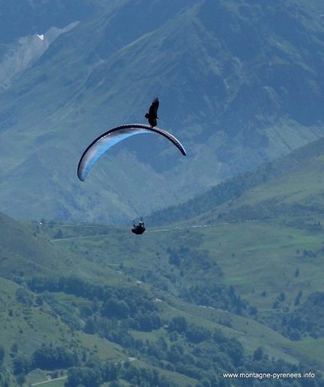 Le ballet du vautour et du parapentiste  | Facebook | Vallées d'Aure & Louron - Pyrénées | Scoop.it