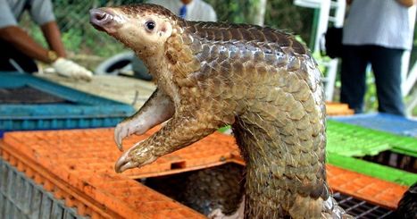 Pangolin, Covid et fonte des glaces, même combat ? | Vers la transition des territoires ! | Scoop.it