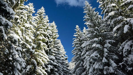 Mon beau sapin, roi des forêts... | France Inter | La SELECTION du Web | CAUE des Vosges - www.caue88.com | Scoop.it